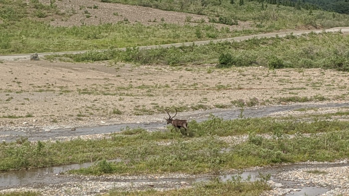 Caribou in Denali National Park