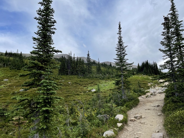 Edith Cavell Trail Meadows