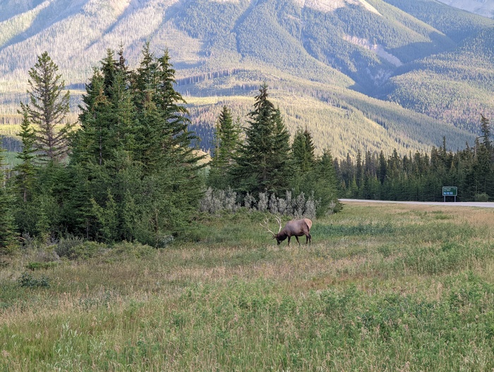 Elk having lunch by the freeway