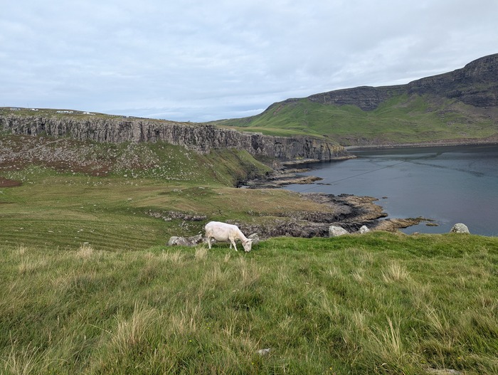 Sheep with a view
